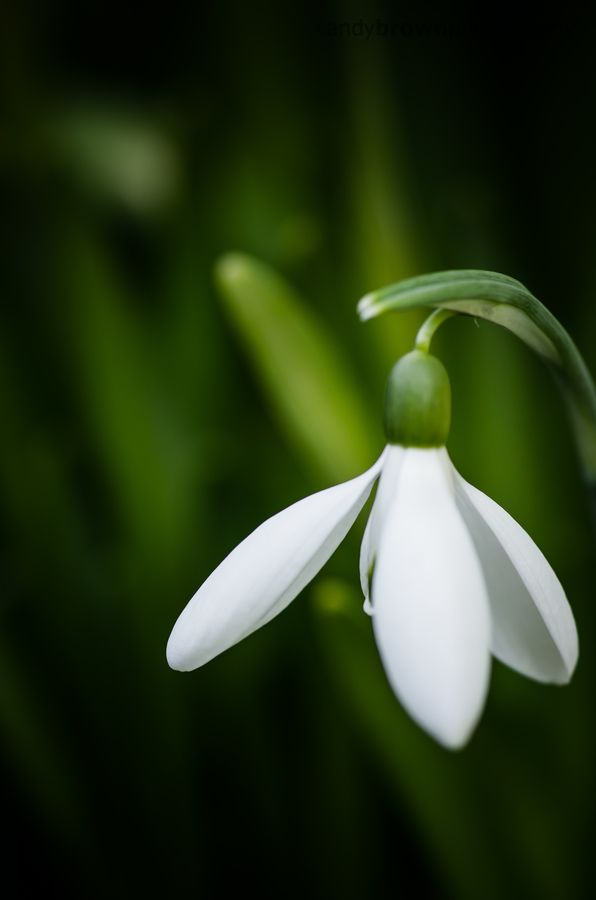 Snowdrop