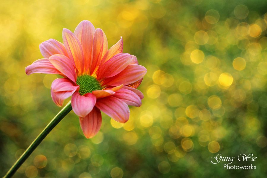 Morning Greetings ...