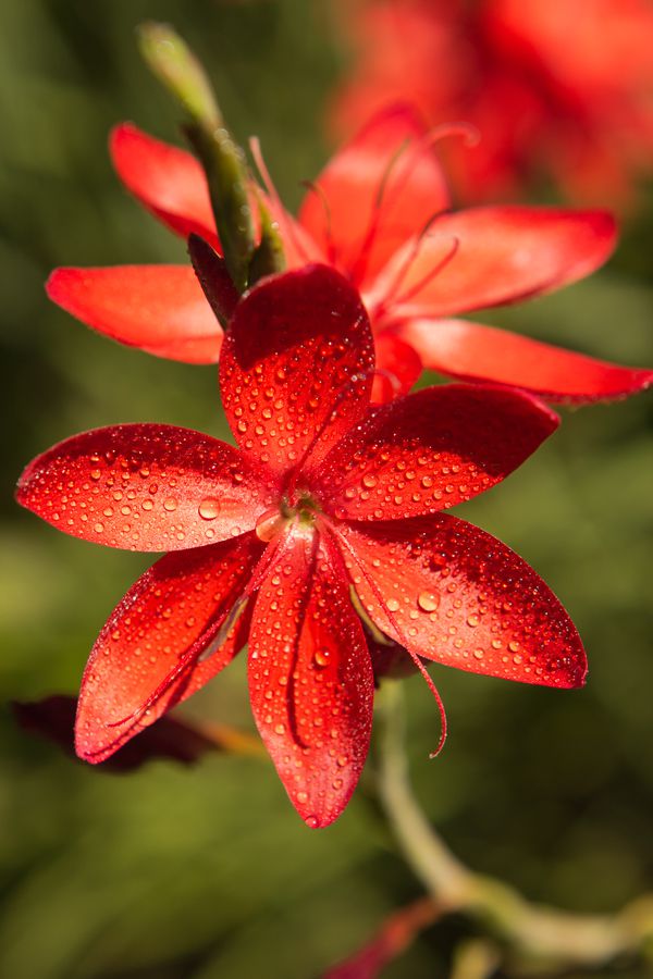 Red Flower