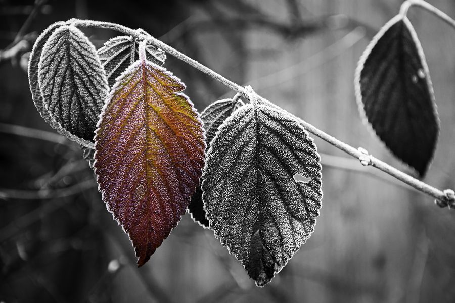 Winter Warmth