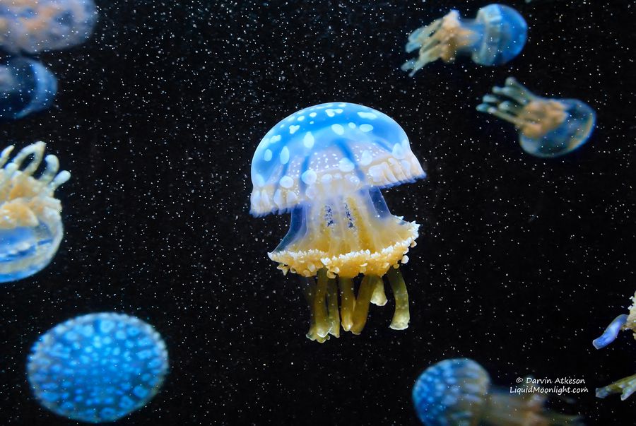 Cosmic Jellyfish