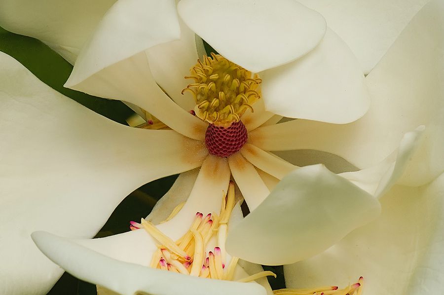 Magnolia