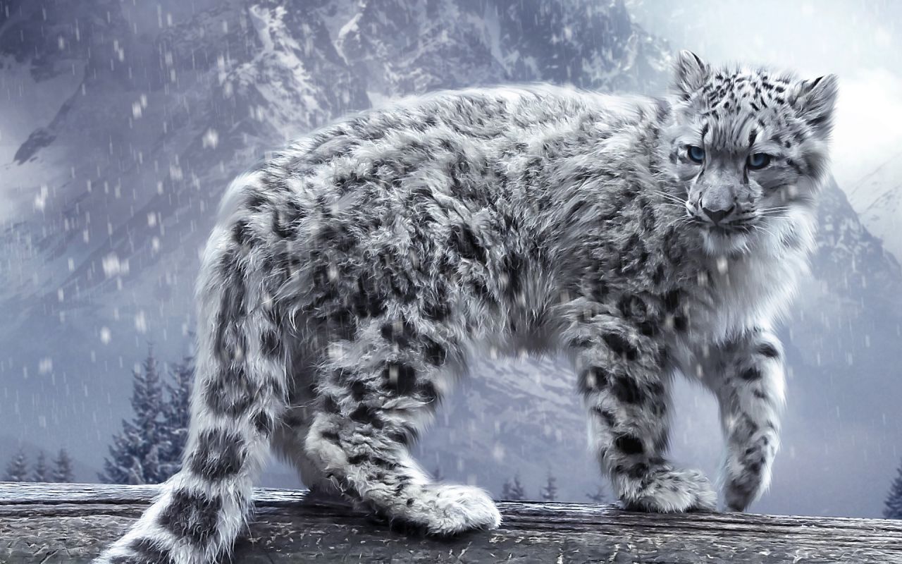 Snow leopard