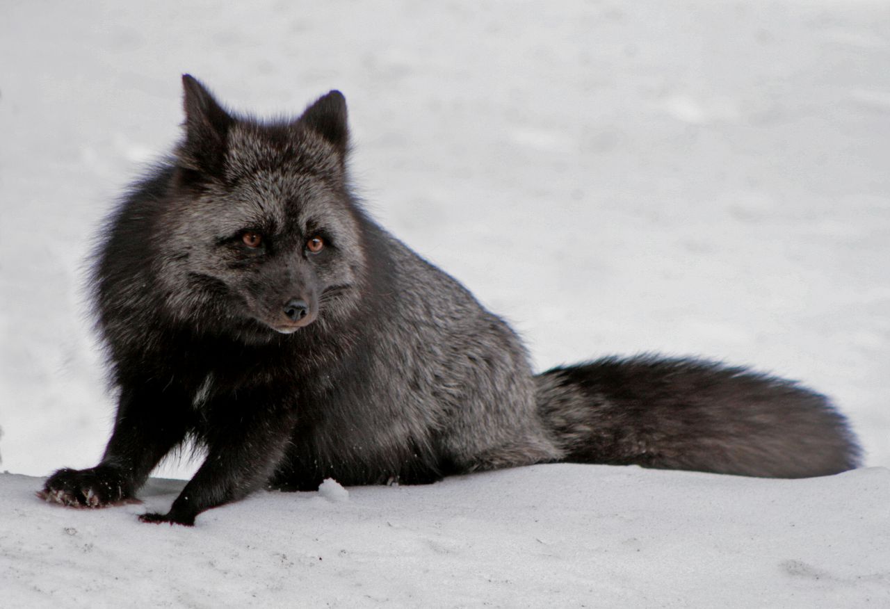 Silver Fox