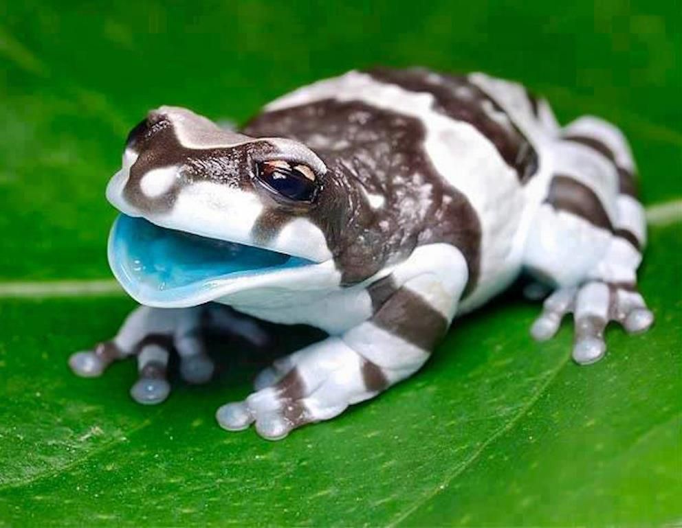 r/aww, meet the amazon milk frog.