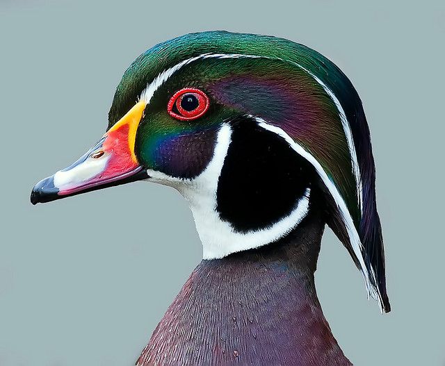 Wood Duck