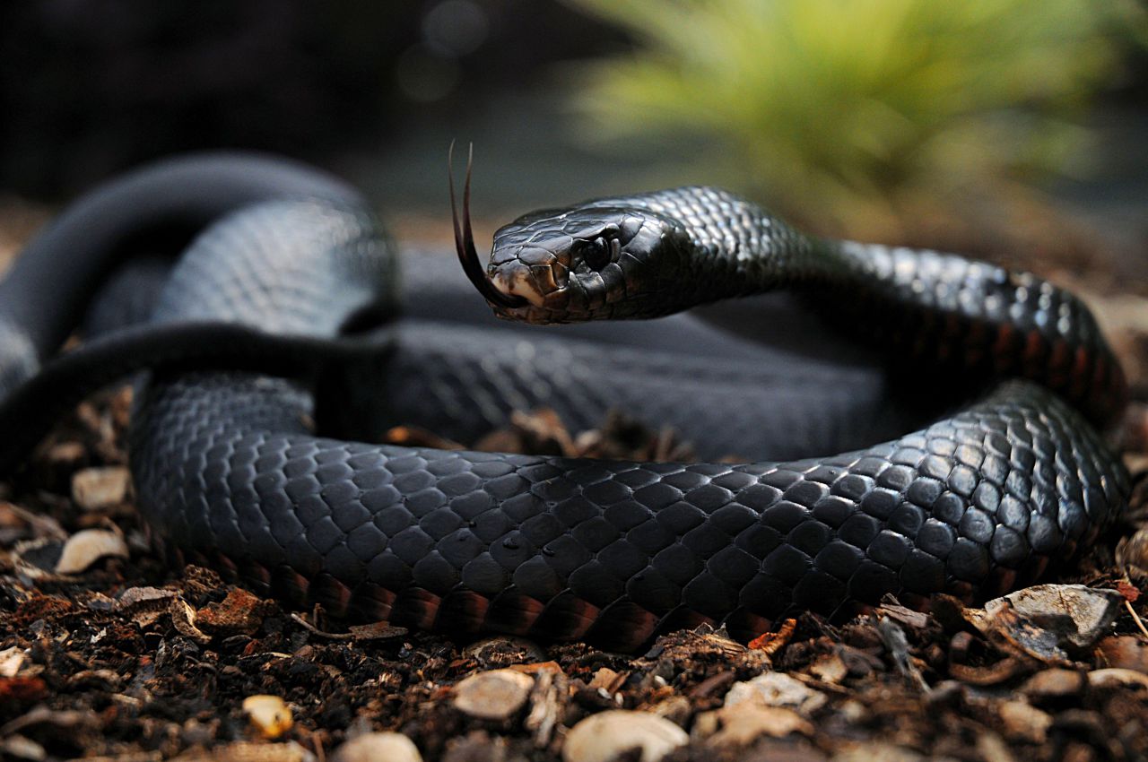 red belly black snake