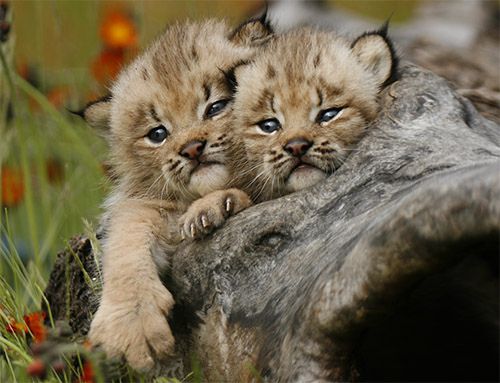 Lynx Kittens