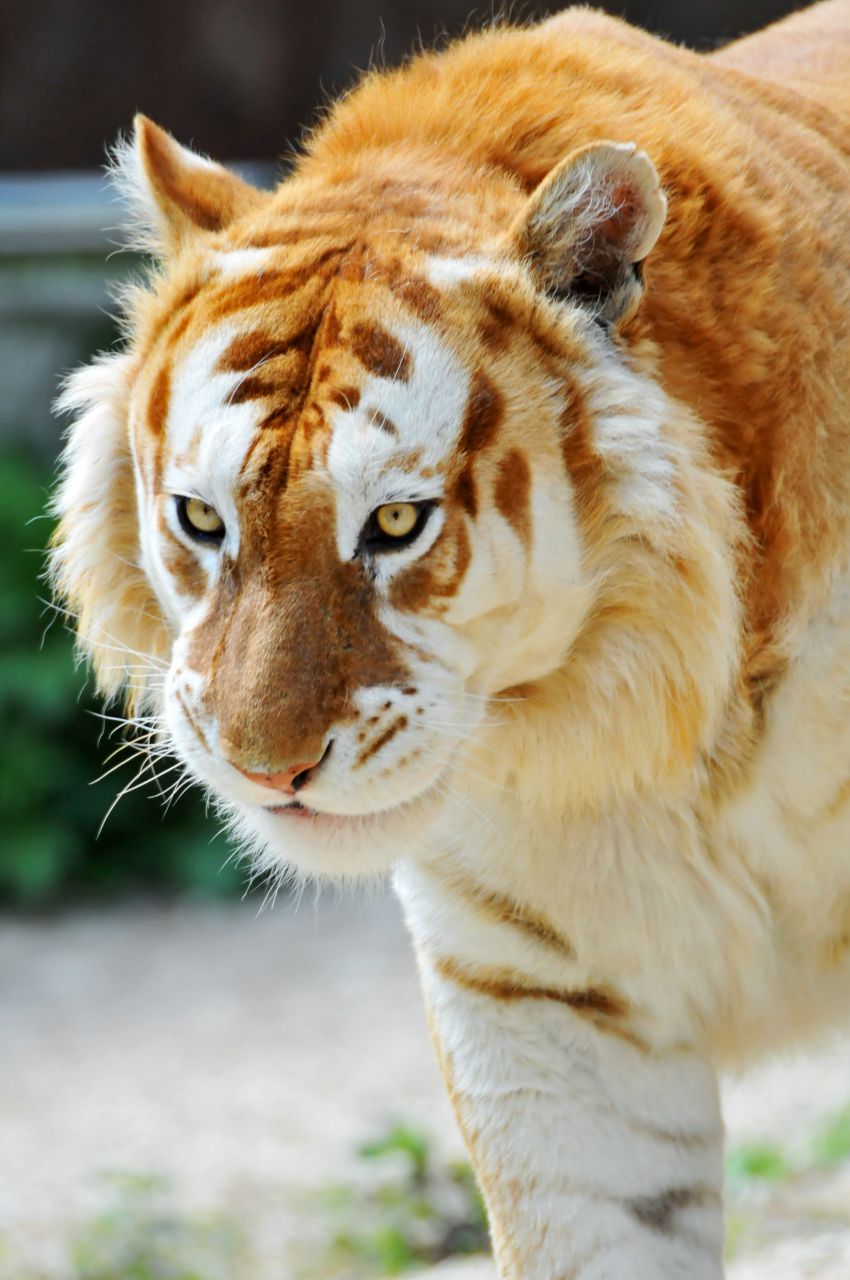 Walking golden tiger
