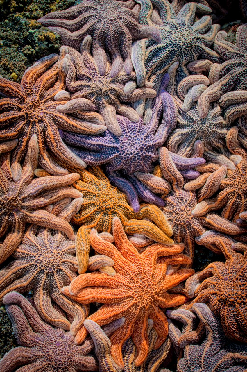 colorful starfish