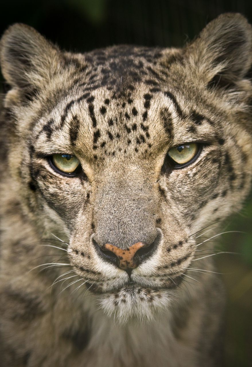 'Tara' Snow Leopard Santago Rare Leopard Project
