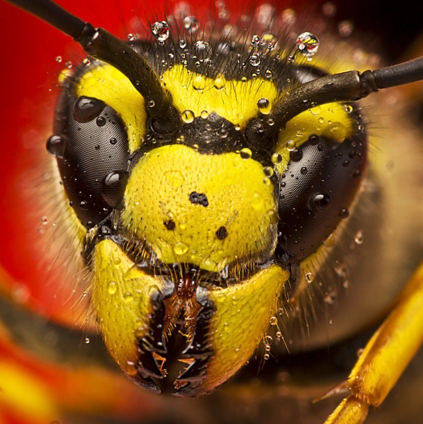 Wasp