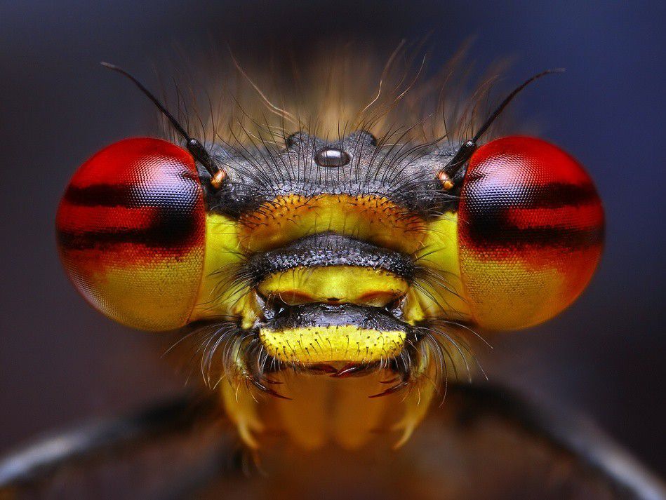 Fire eyed Damselfly