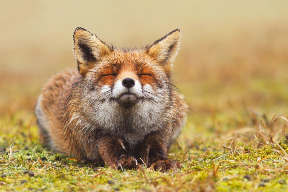 Zen Fox