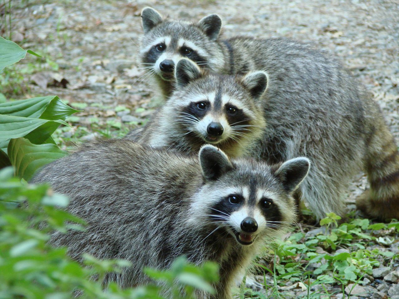 The Three Raccoon On A Hot Afternoon