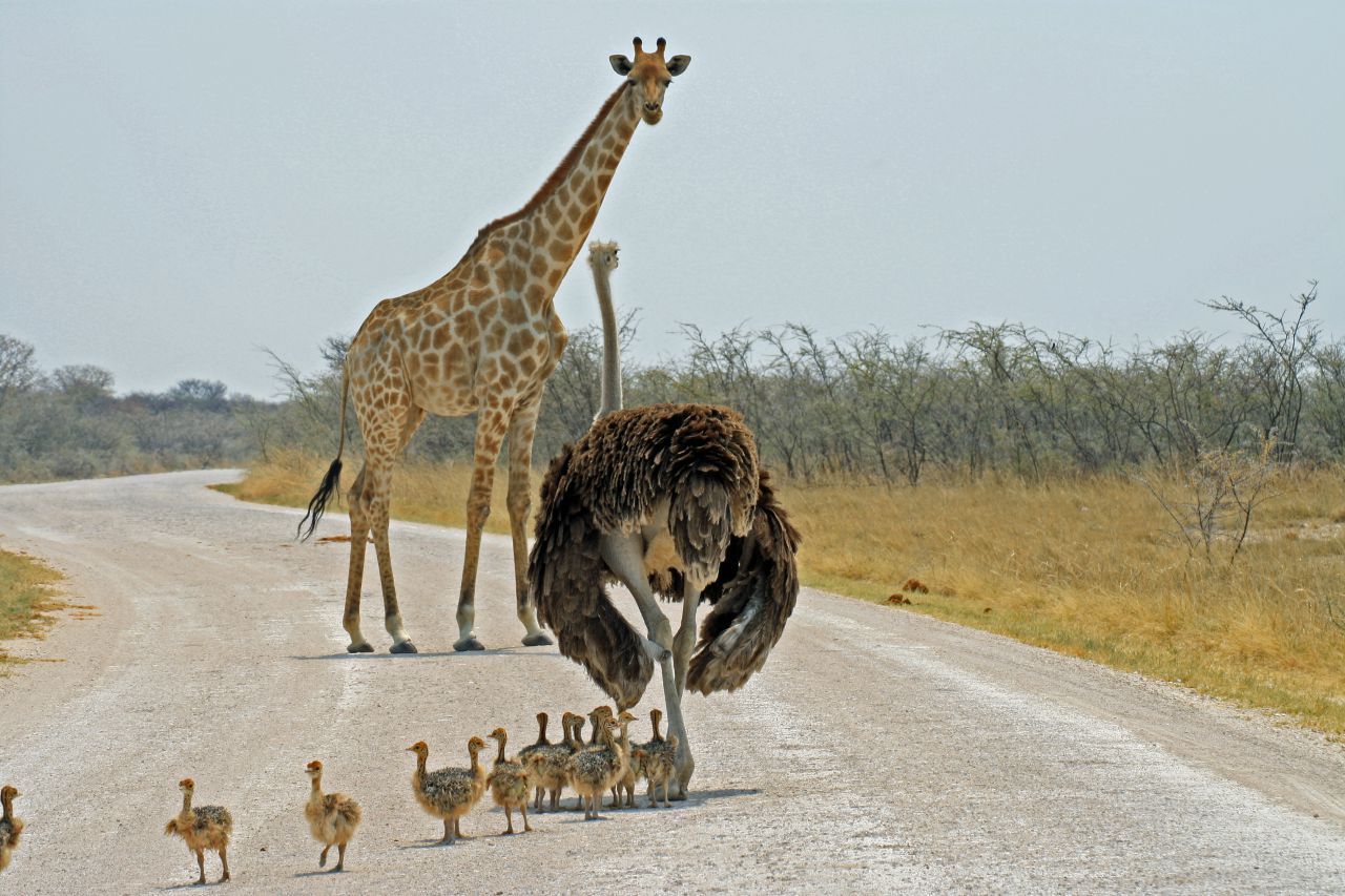 Make way!