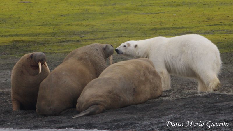 Meeting of Arctic Giants