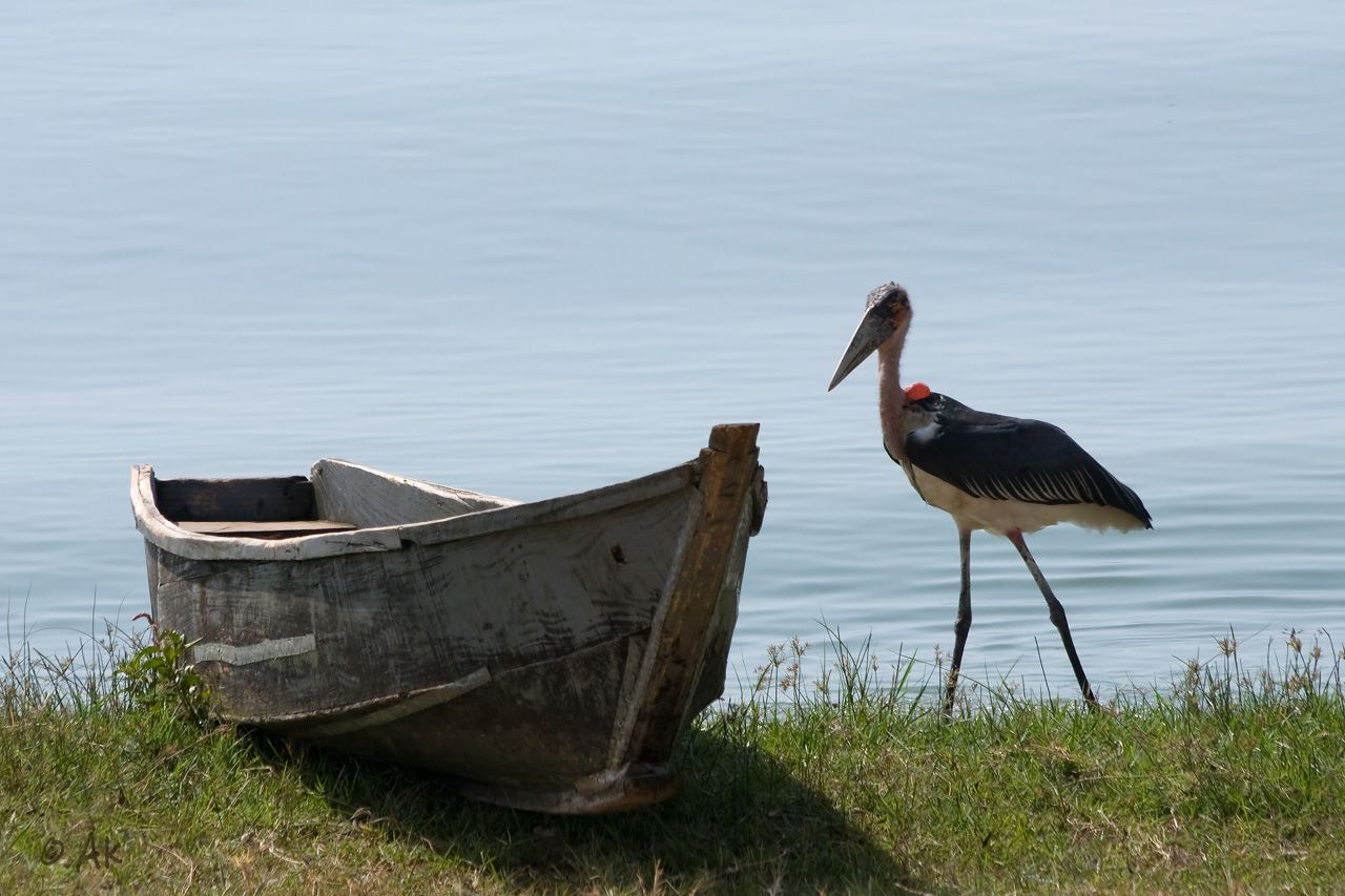 Skipper