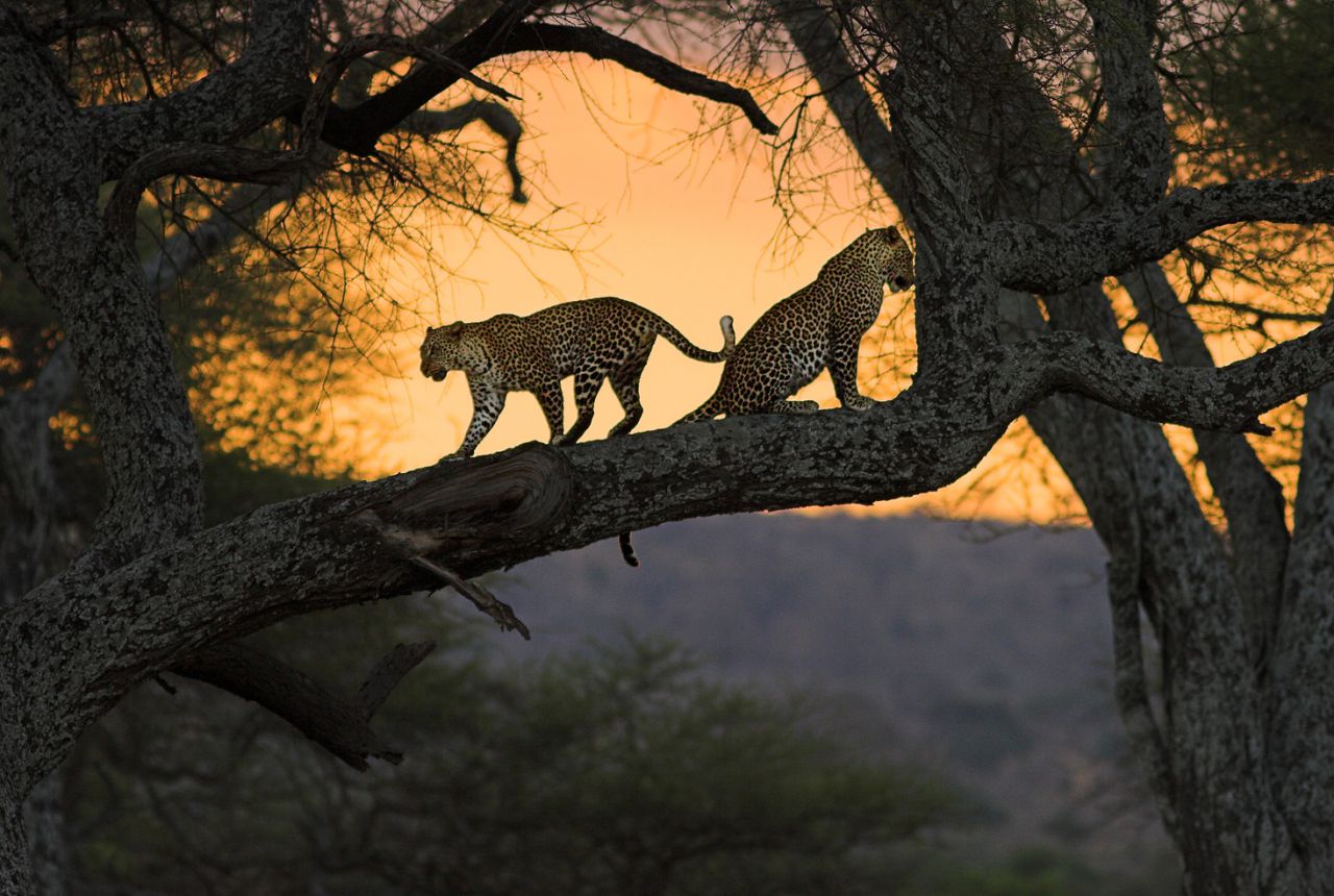 Leoparden