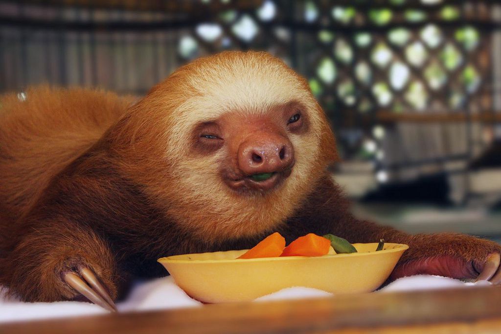 baby 2 toed  sloth from the buttercup center