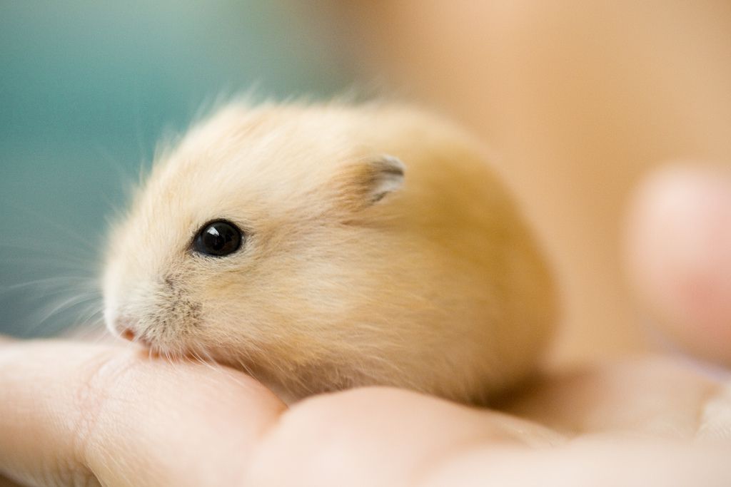 golden fluffball