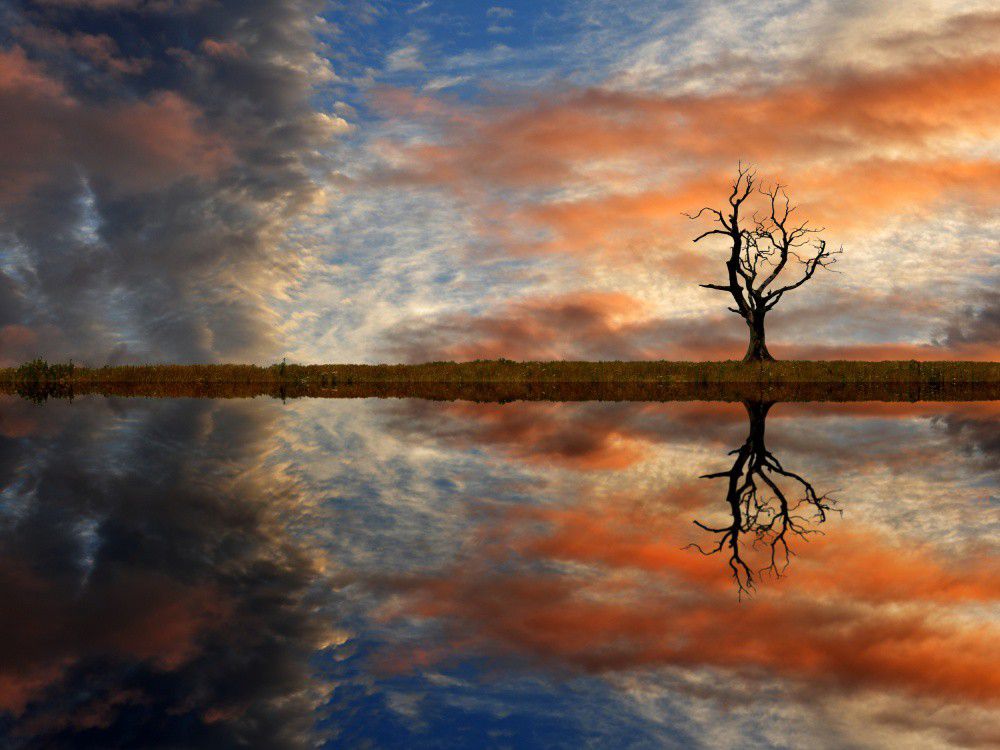 One Tree Three