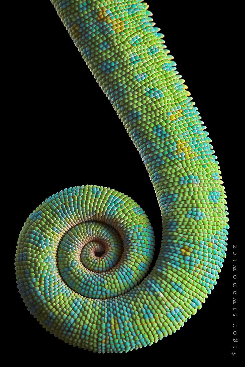 Prehensile