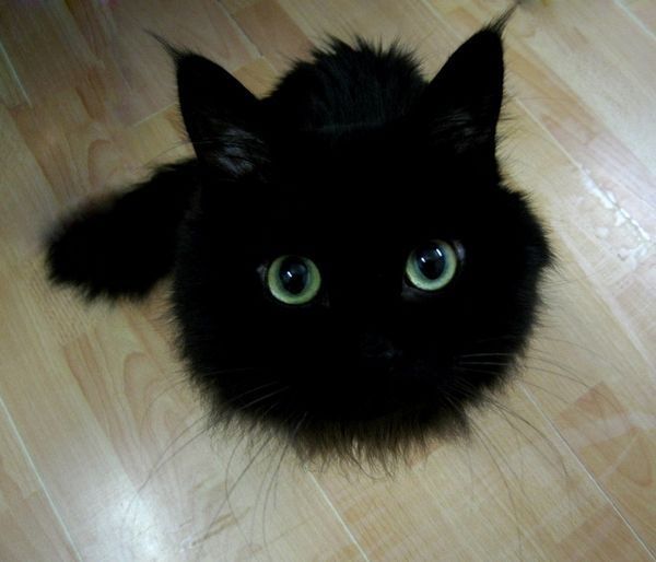 Black and fluffy
