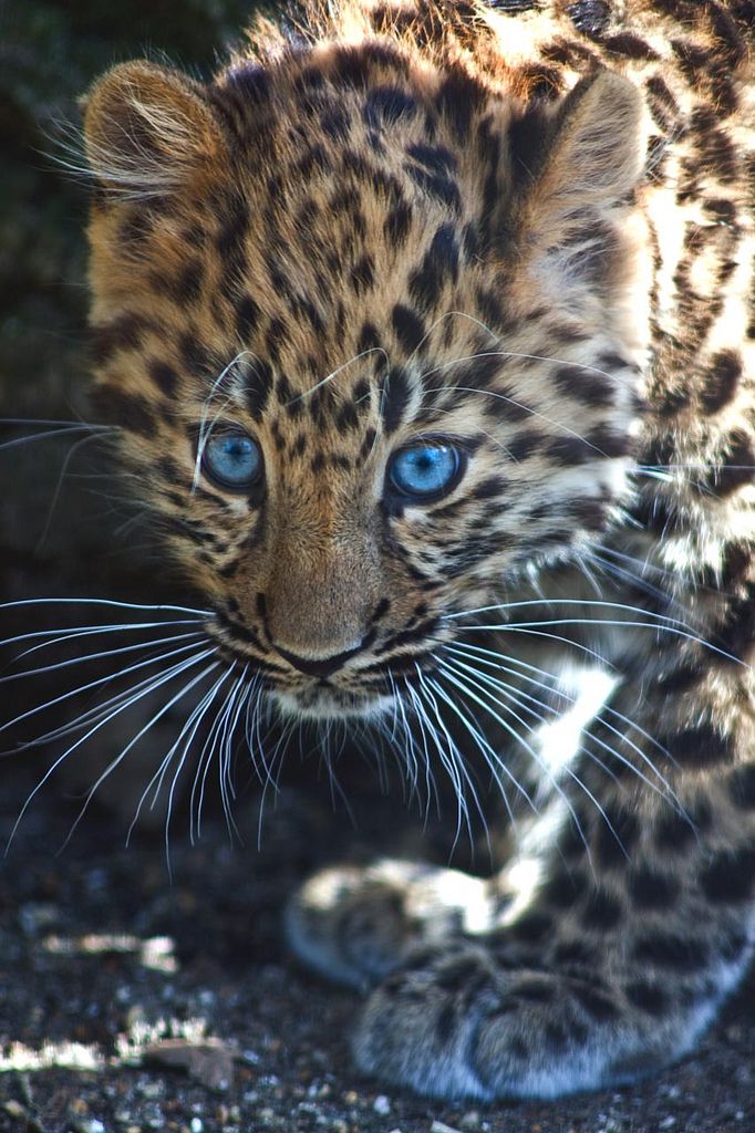 Female Amur Leopard Cub