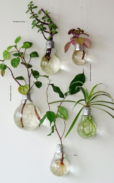 Decorative Plants From Old Light Bulbs
