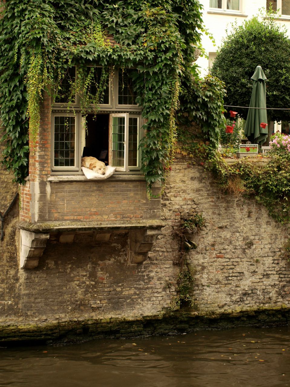 The dog's beautiful life