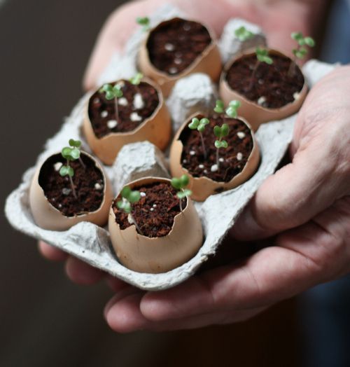 Planting Seeds Using Eggshells