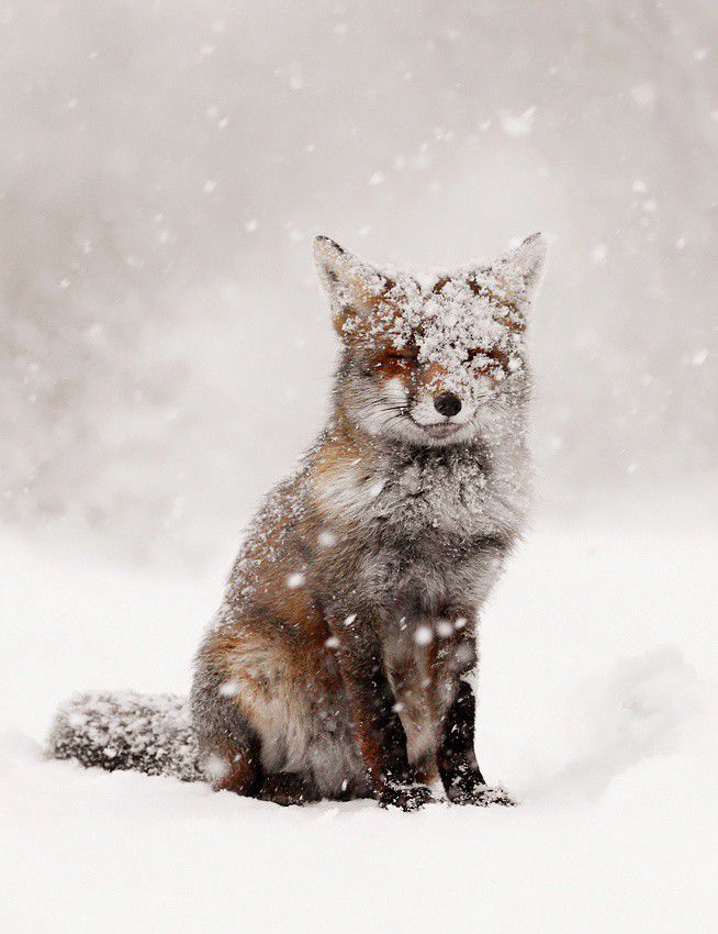 Fairytale Fox