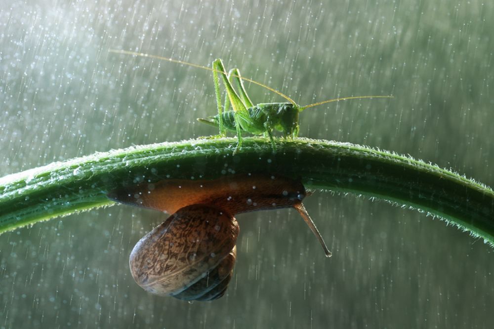 Two Lives, One Leaf
