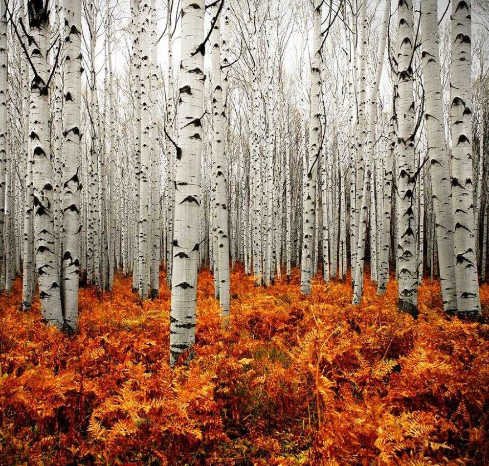 Getting Lost In An Aspen Forest