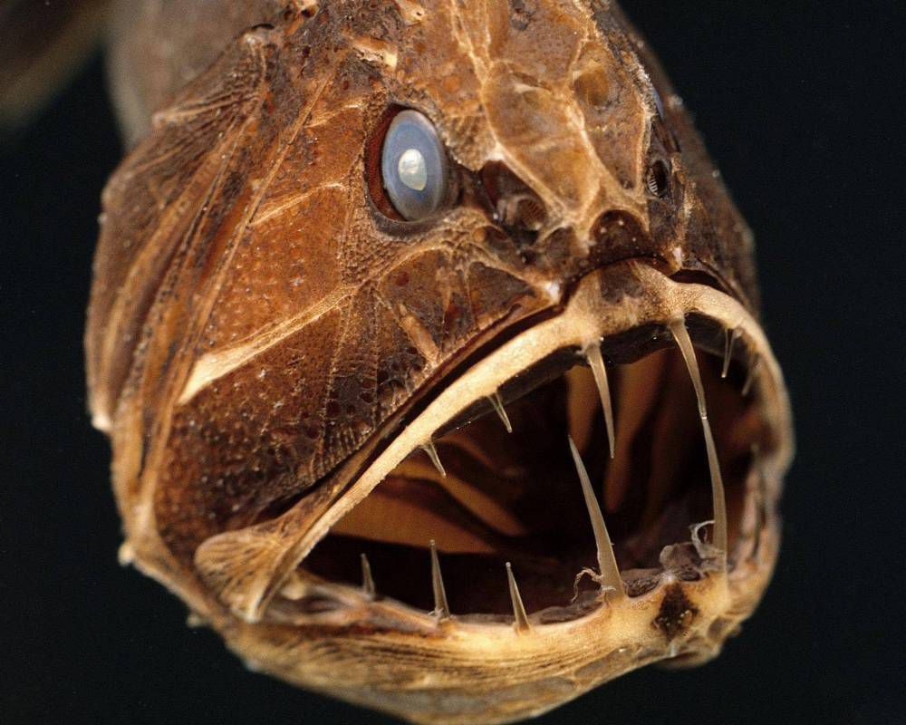 The Furious Fangtooth Fish