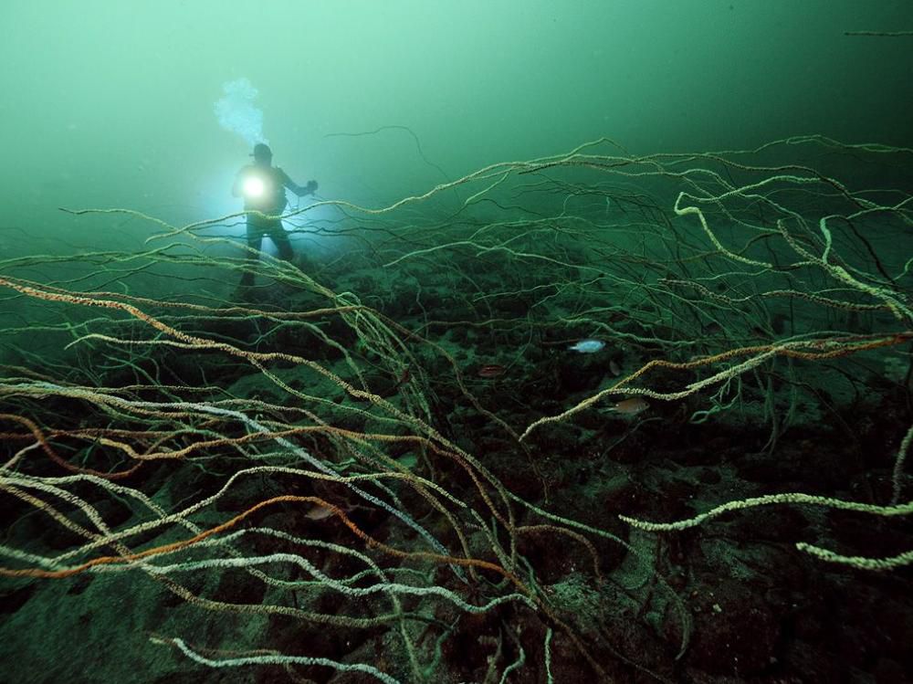 The Depths Of Japan’s Coral Reef