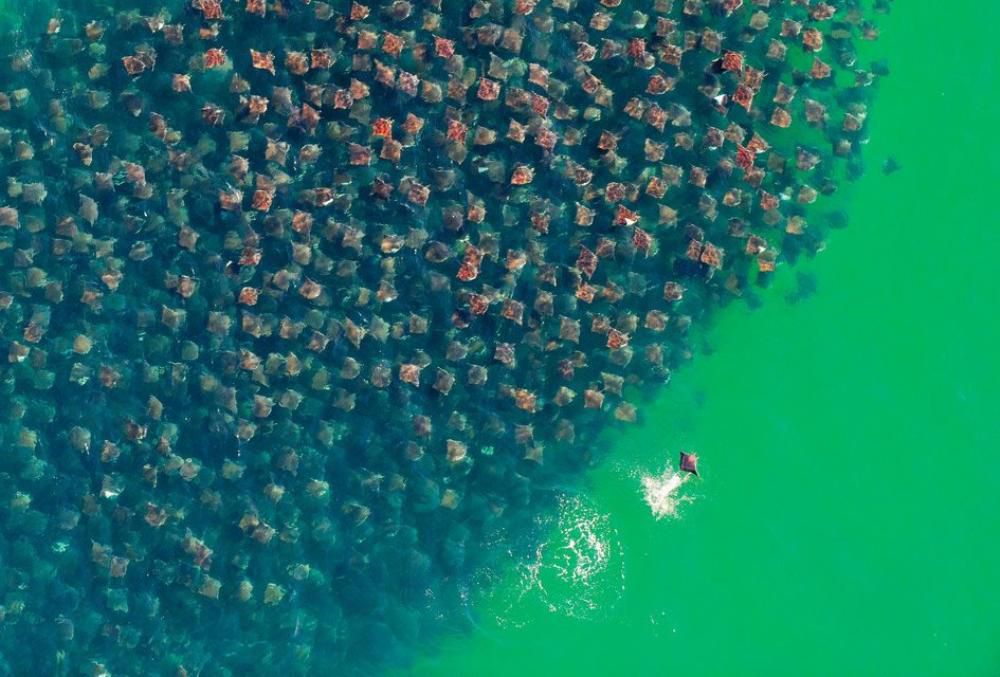 A Sweeping School Of Stingrays