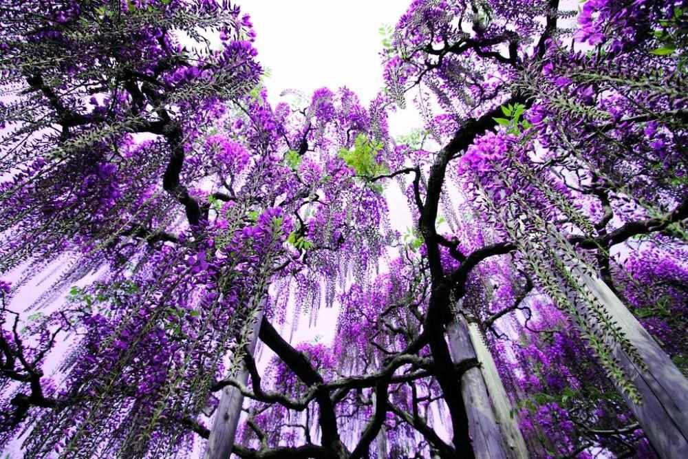 Japan’s Astounding Ashikaga Park