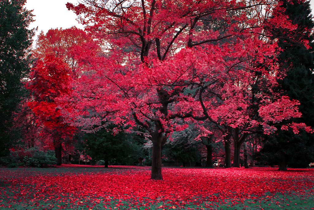 Canadian Autumn | 2008 #02