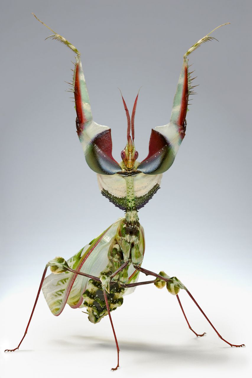 Idolomantis diabolica