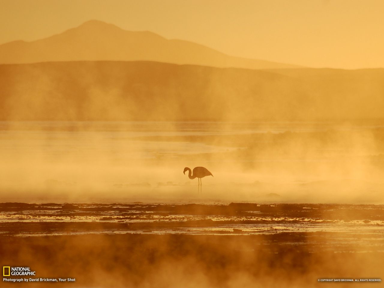 Flamingo, Bolivia