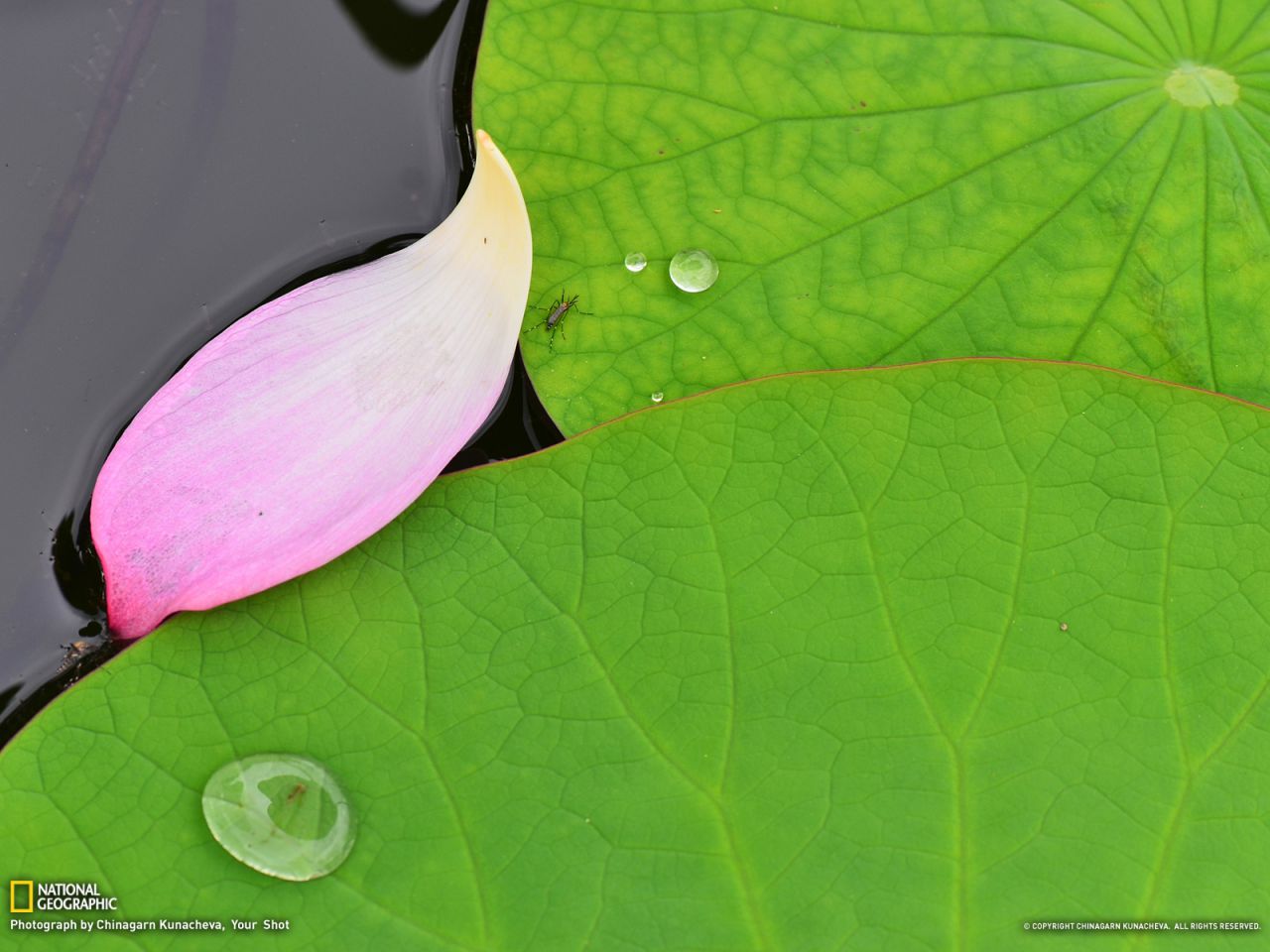 Lotus Leaf, Japan