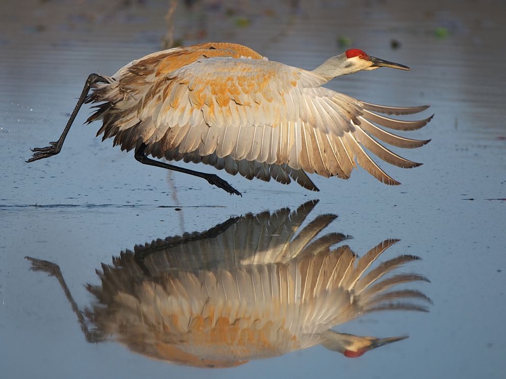 Sandhill Crane, Michigan
