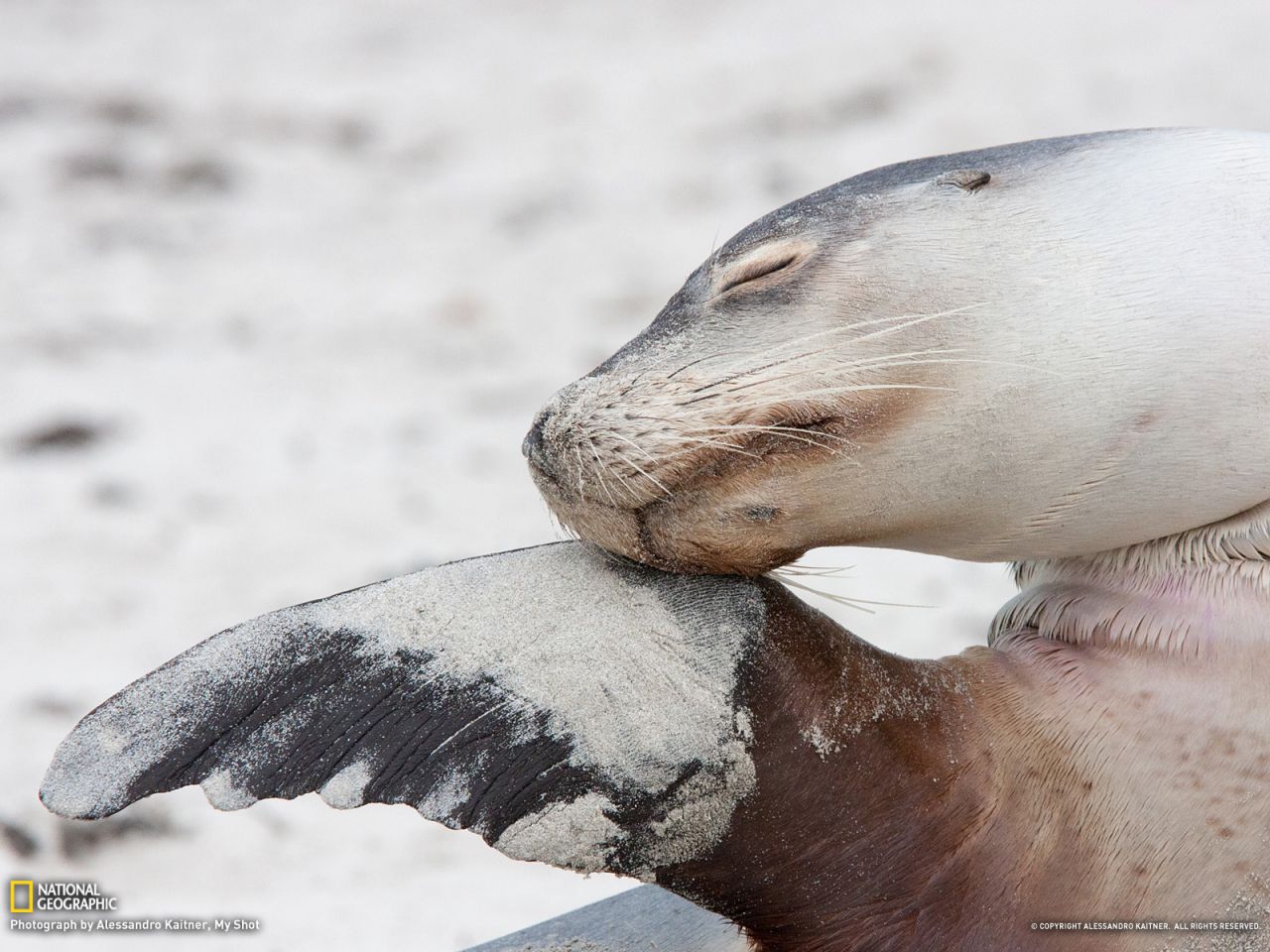 Australian Sea Lion
