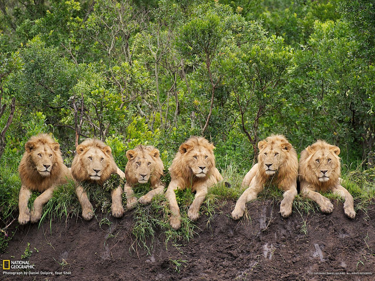 Resting Lions, Tanzania