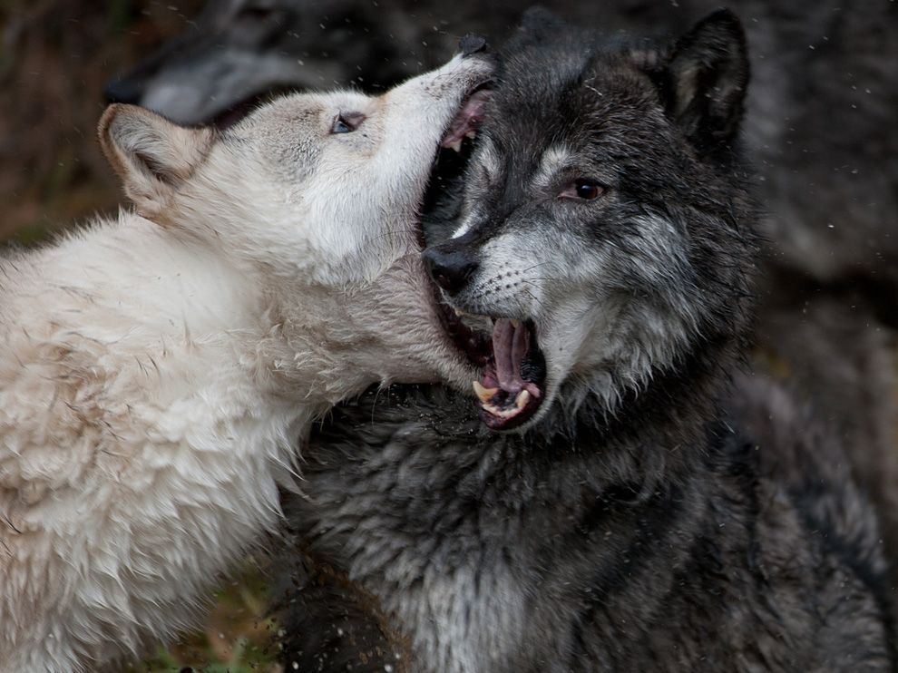 Sparring Wolves