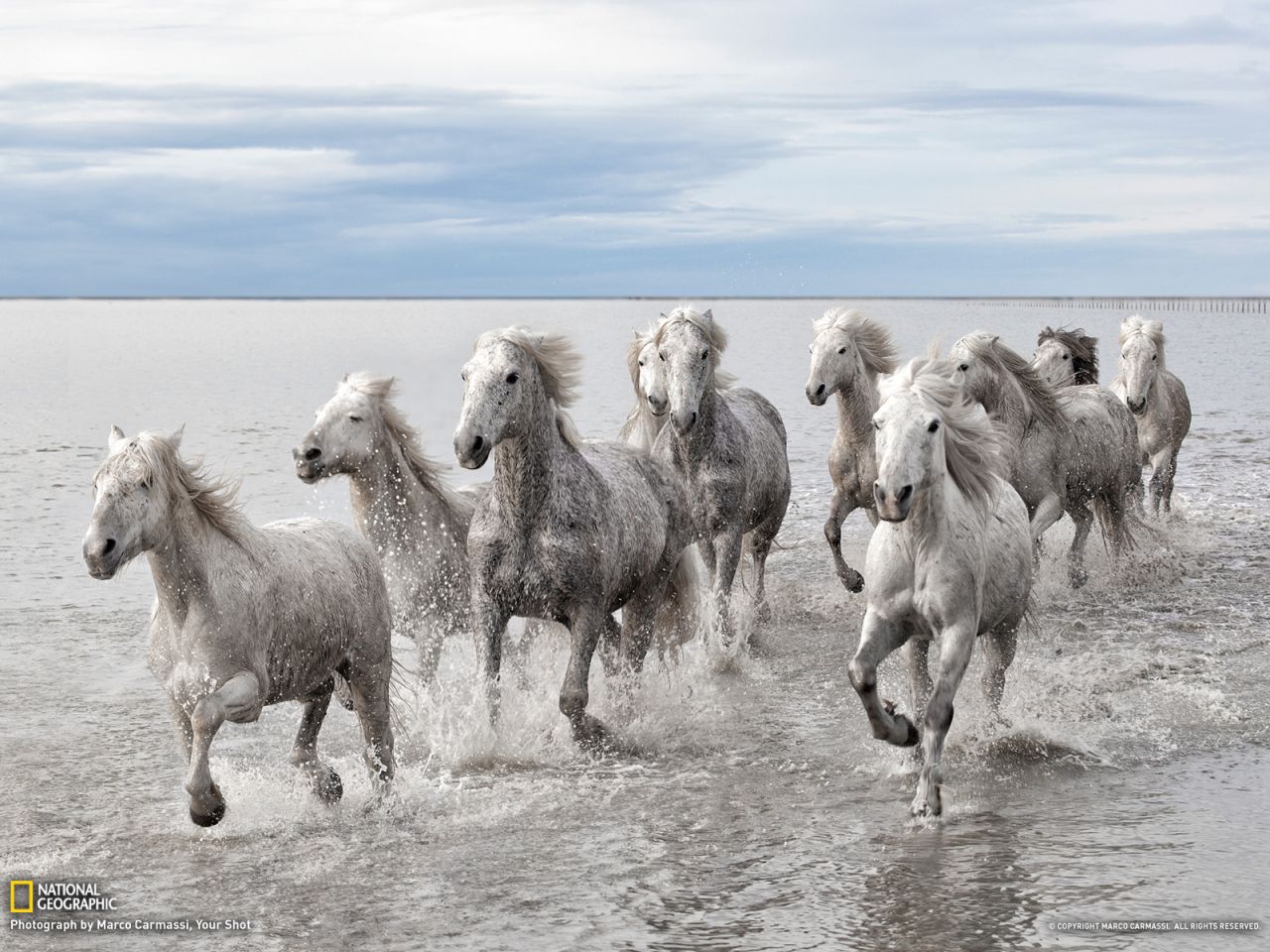 Wild Horses, France