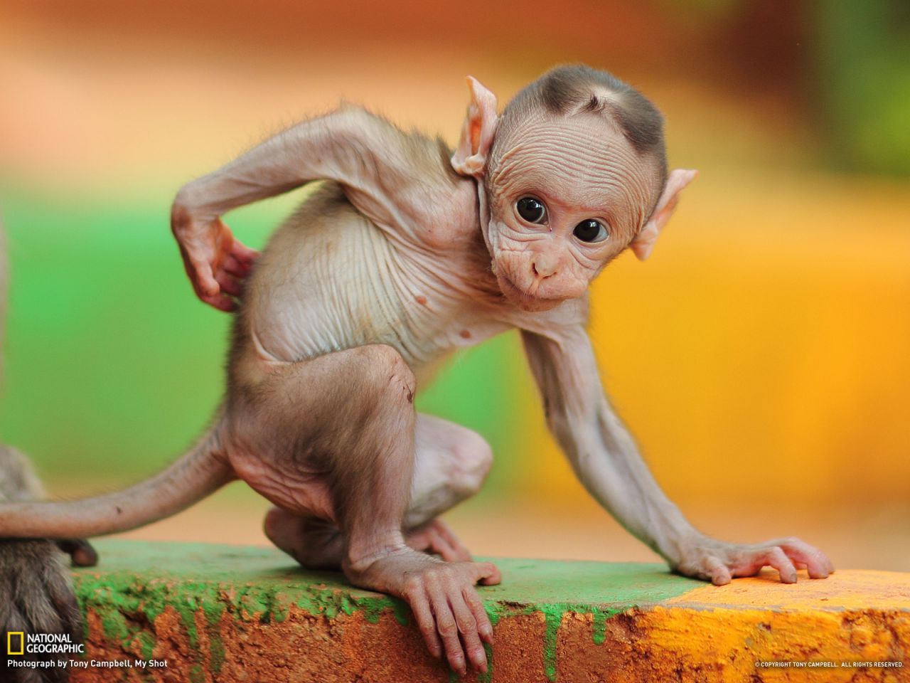 Baby Macaque, India