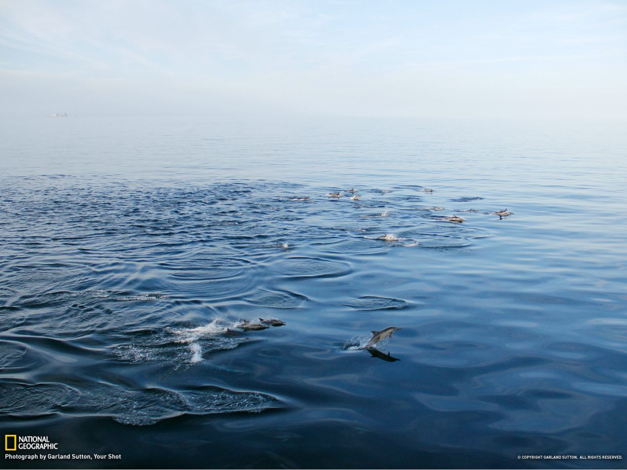 Bottlenose Dolphins, Mexico